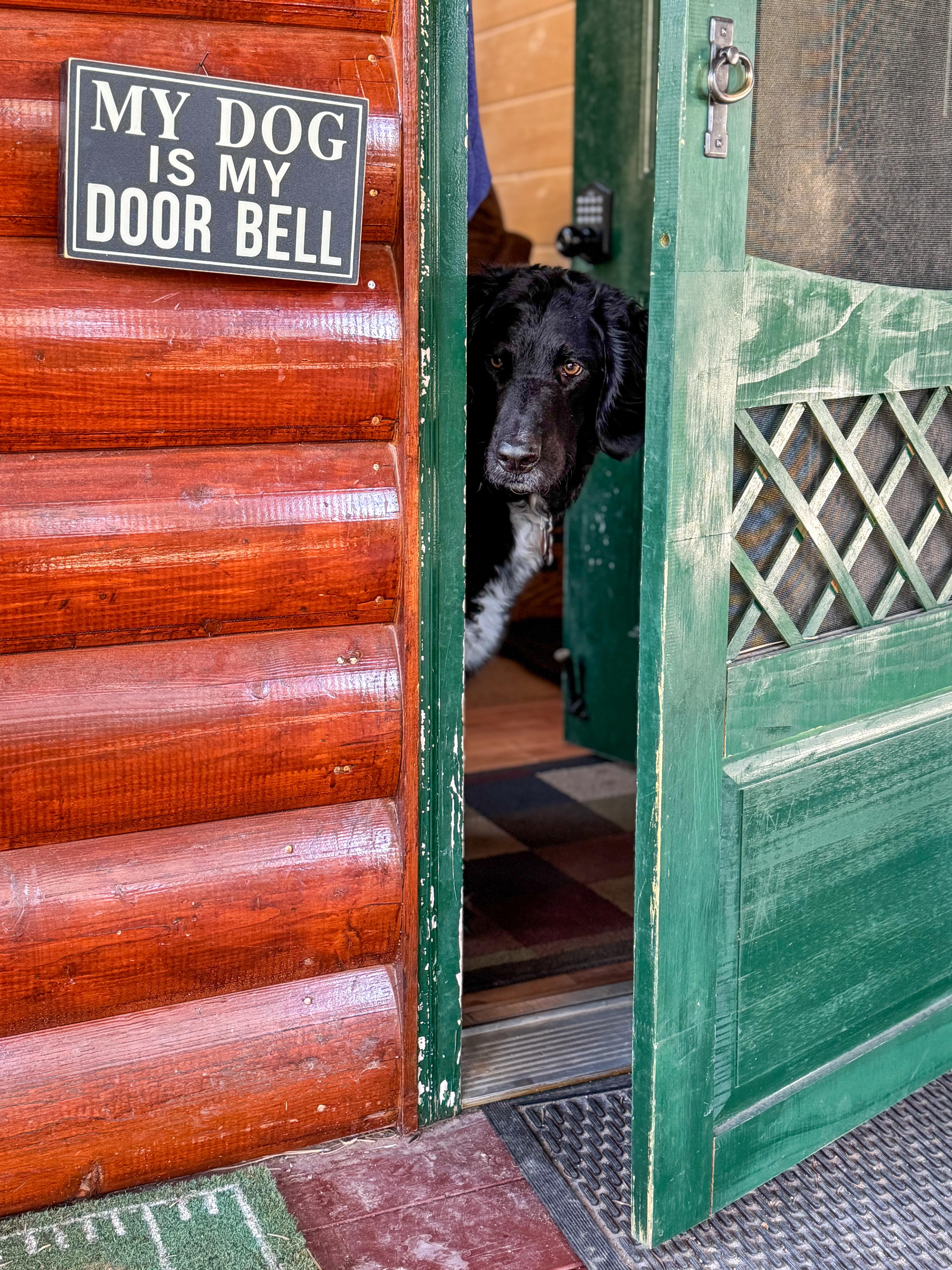 Double-Doodle,  Coal answers the door on this vacation 