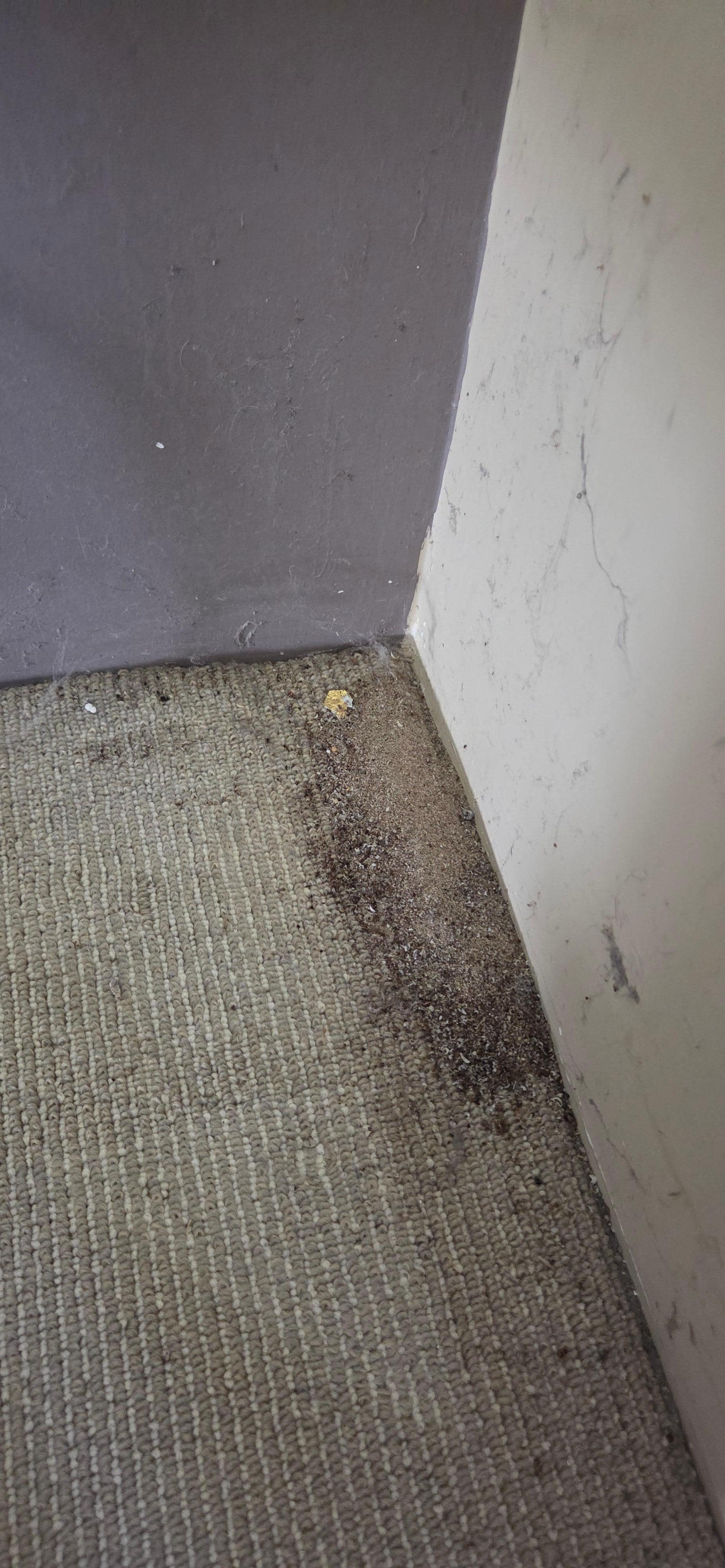 Bedroom carpets, dirt, dust, cobwebs