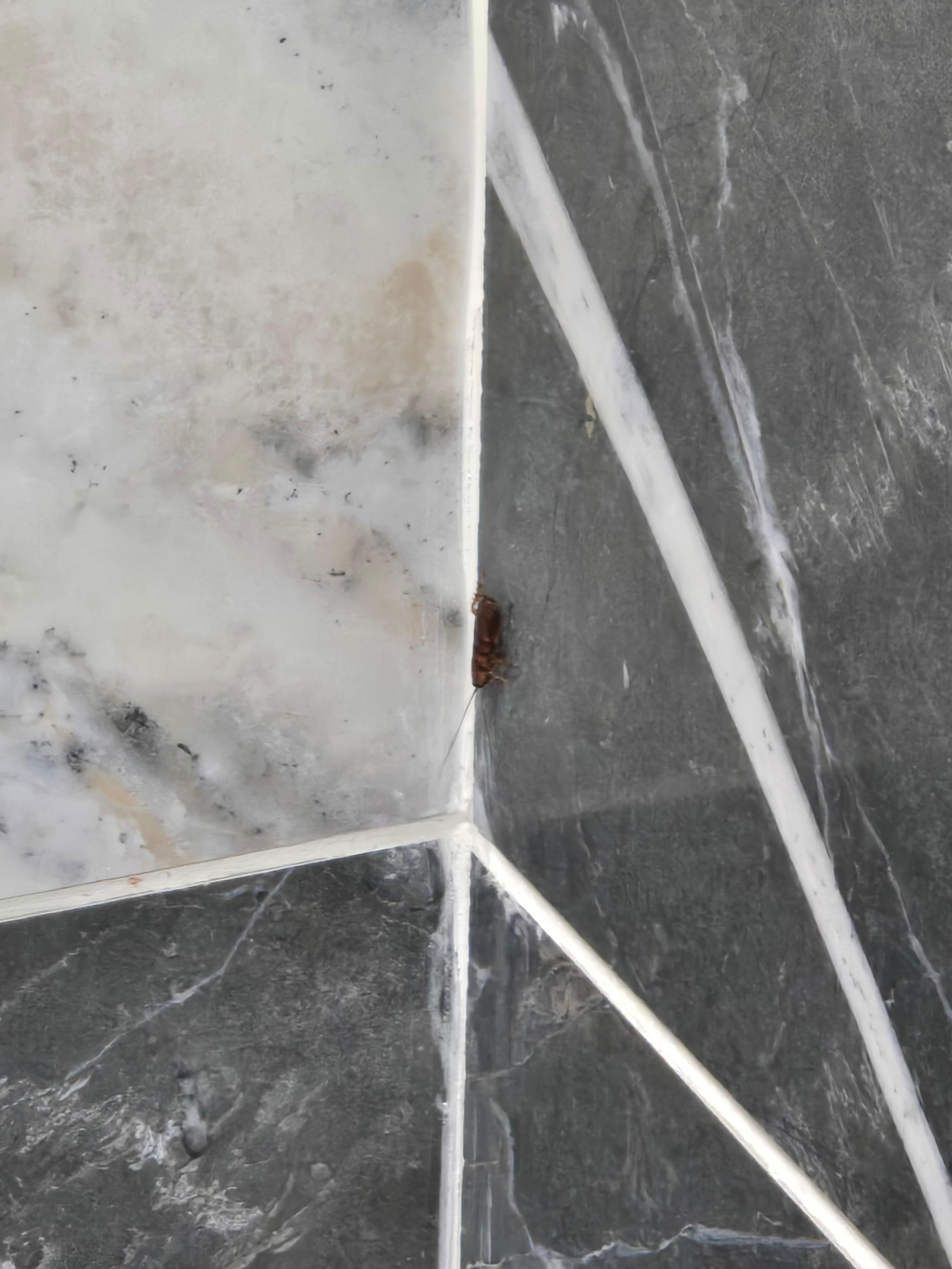 Roach crawling down the shower wall. 