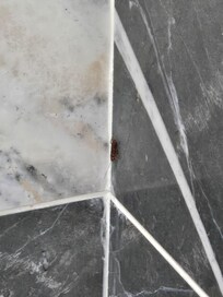 Roach crawling down the shower wall.