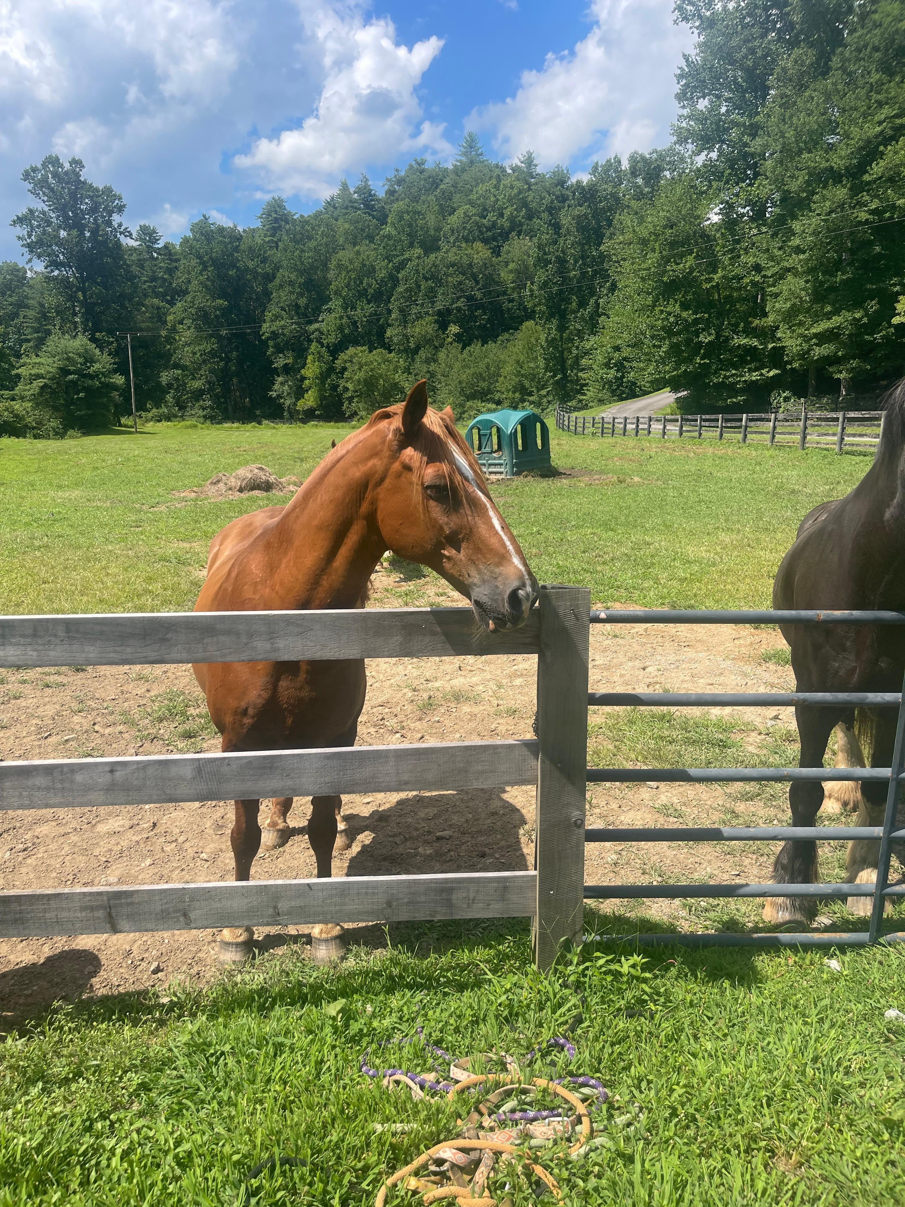 Saying hi to the neighbors.