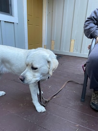 Our pup Scout on the deck