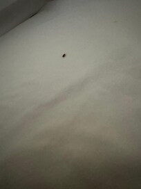 Live bed bug