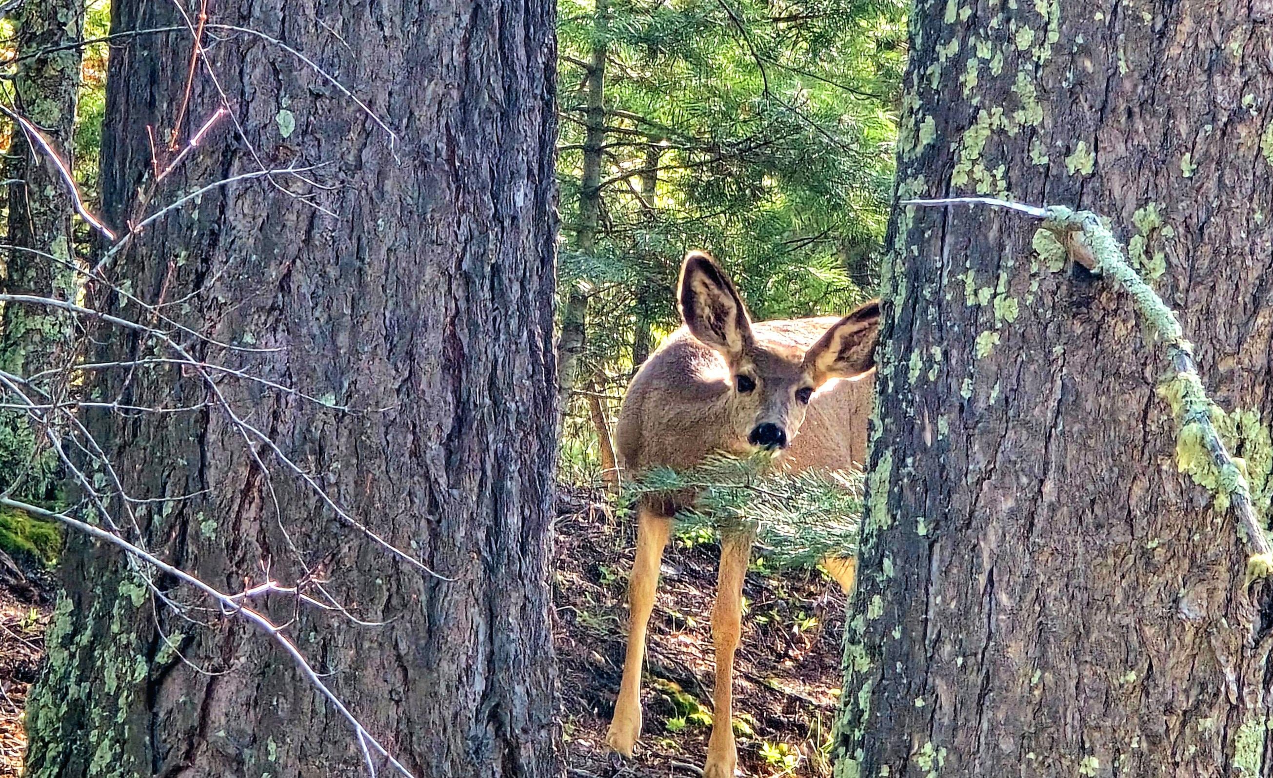 They would just watch us on the patio while they munched grass 15 feet away. Adorable!