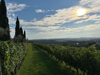 Wineyards