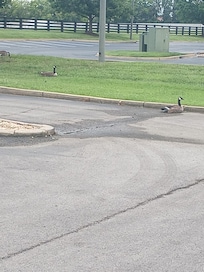 These guys just randomly pulled up