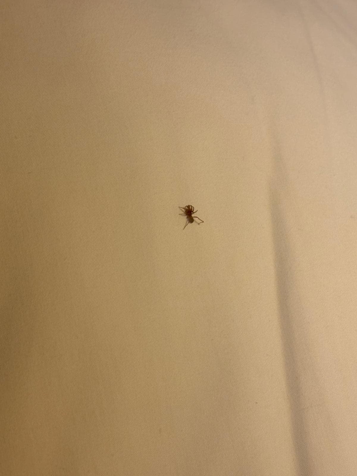 Bug found in room