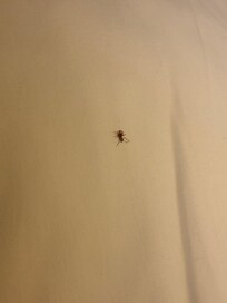 Bug found in room