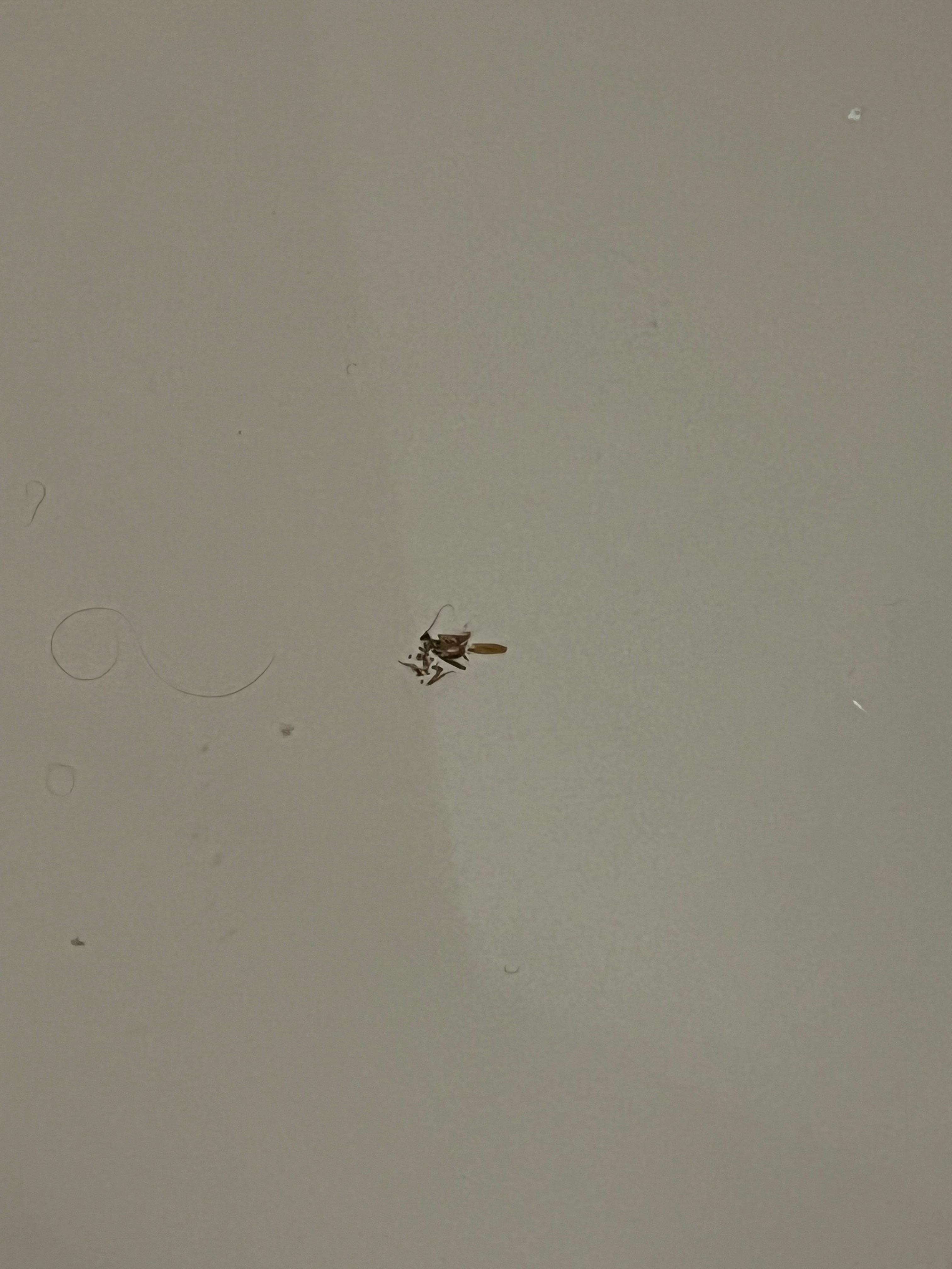 this was the 5 roach that was killed 