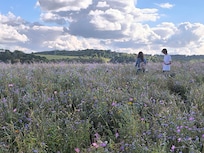Grote wildplukstroken langs de route naar Luxemburgstad