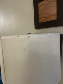 Mold on the lamp shade