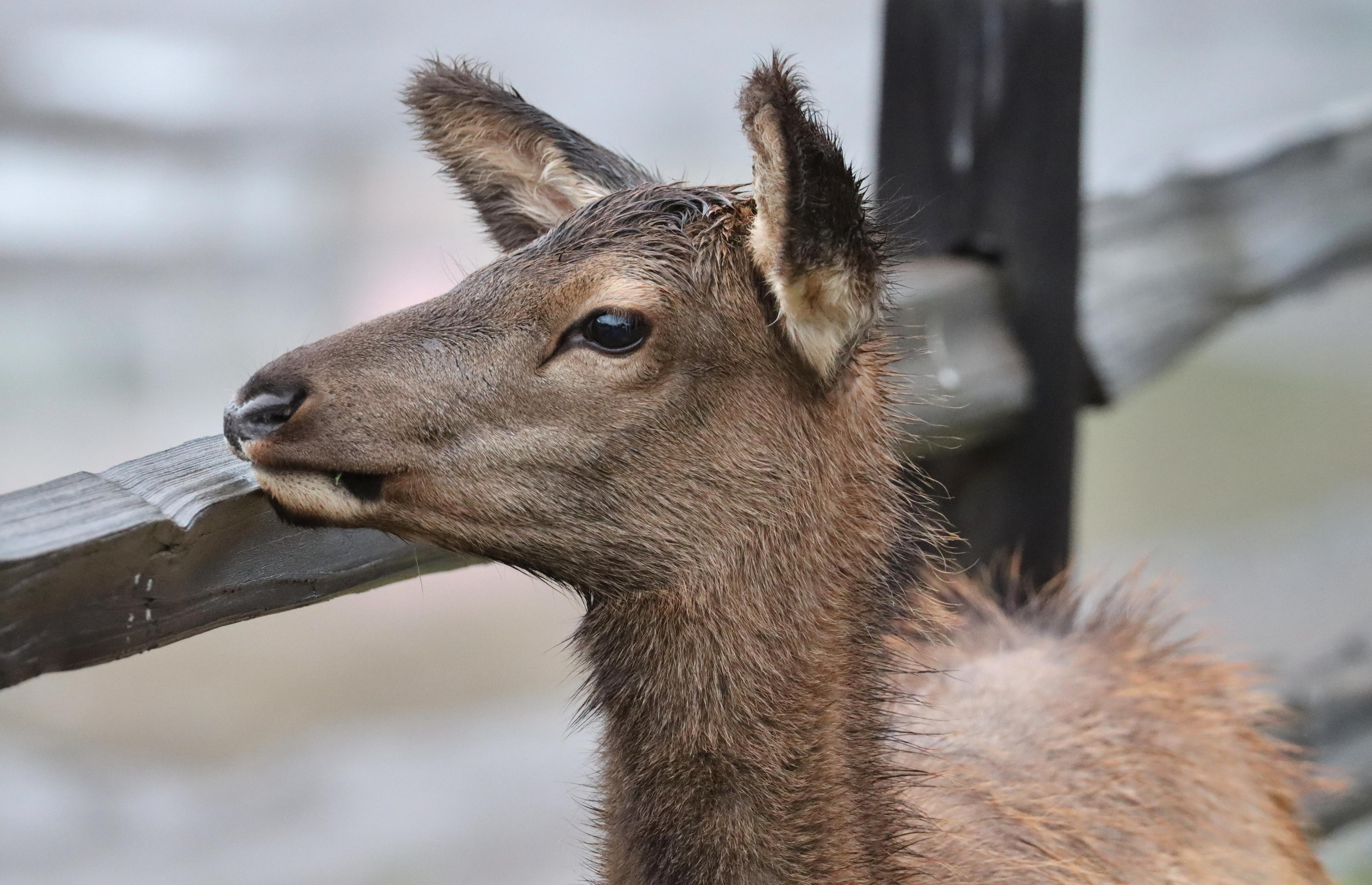 Wilk Elk resting her chin on the fence across the street during a rain shower.  