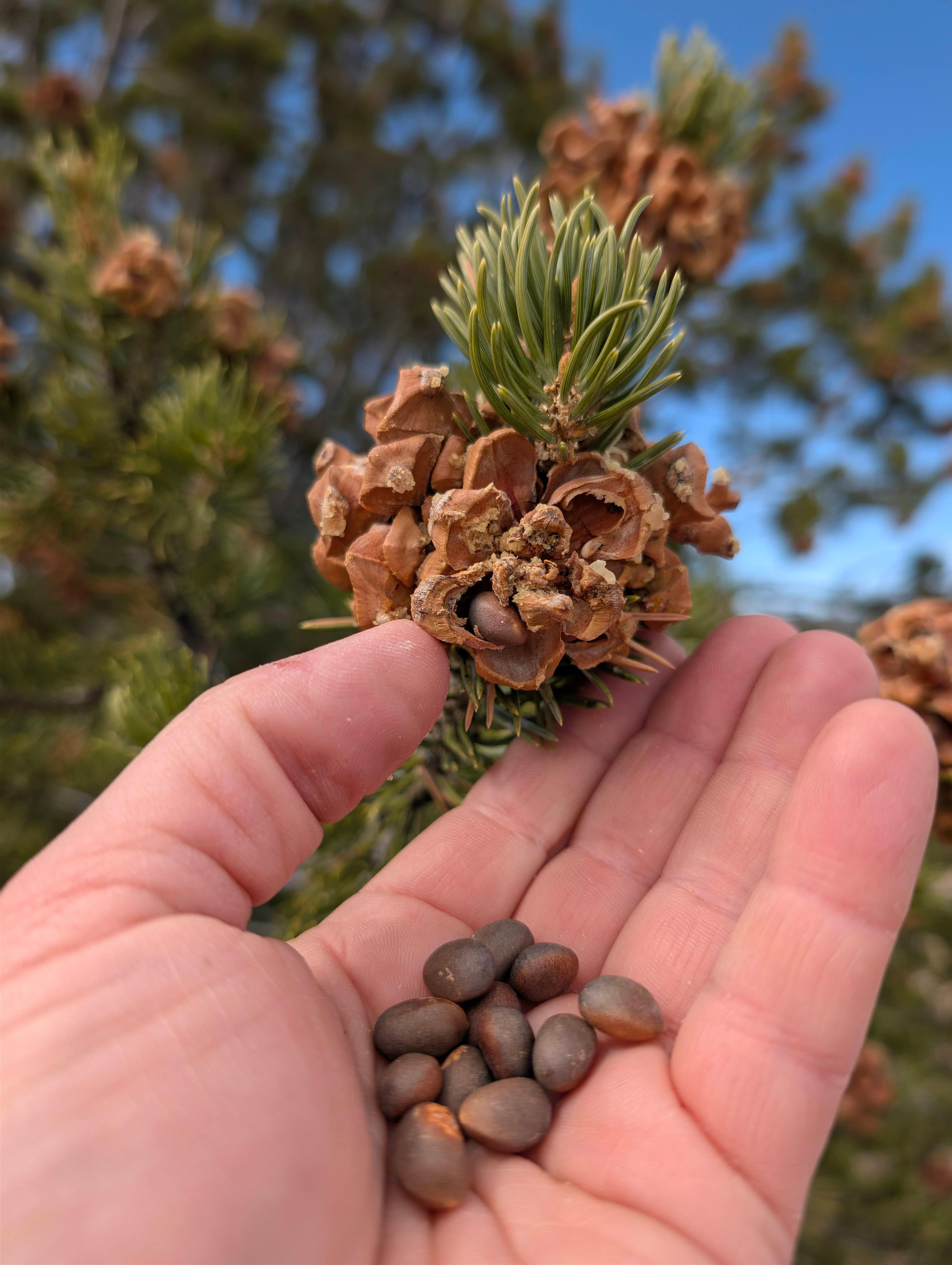 Pine nuts