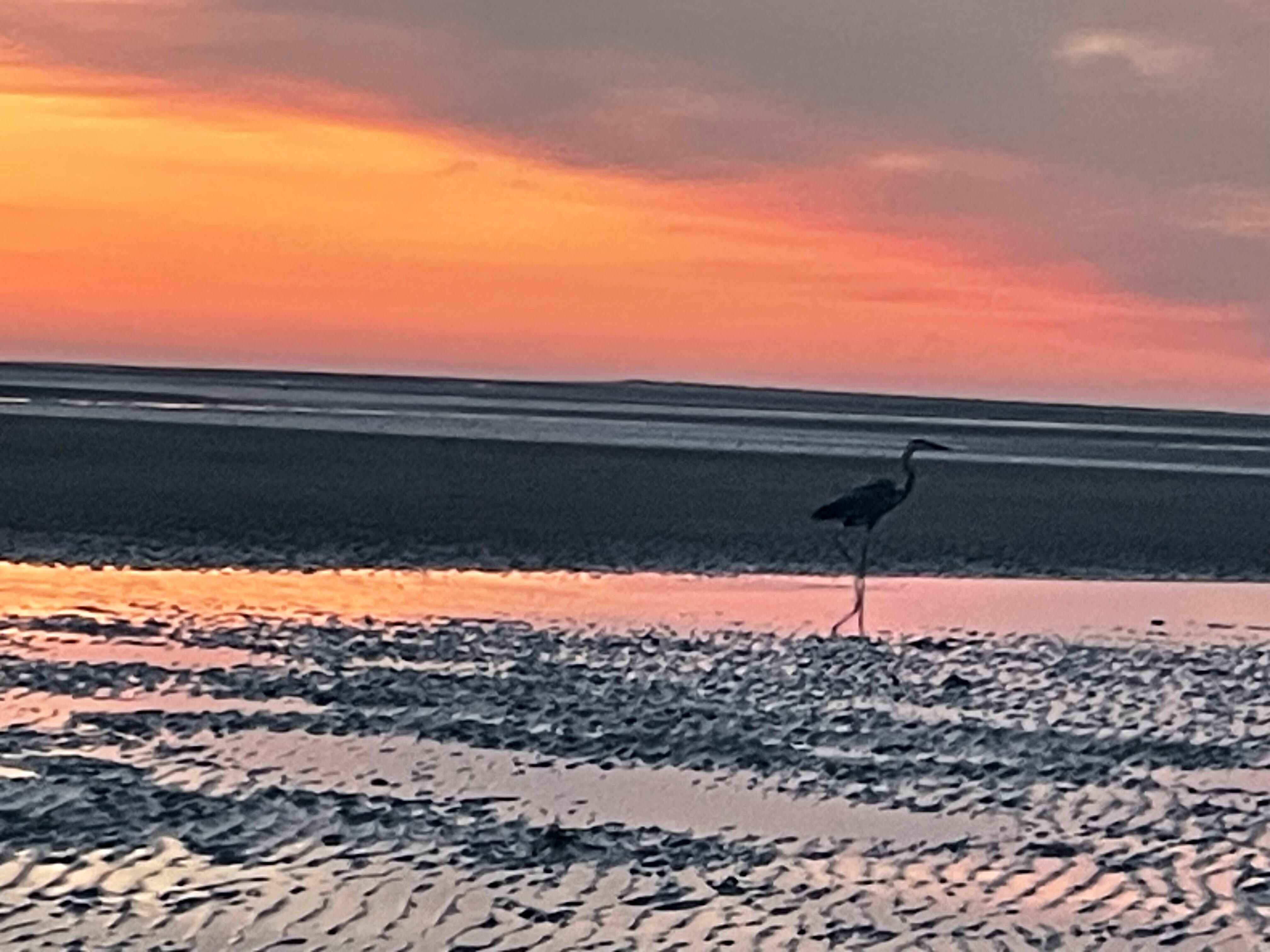 Heron fishing
