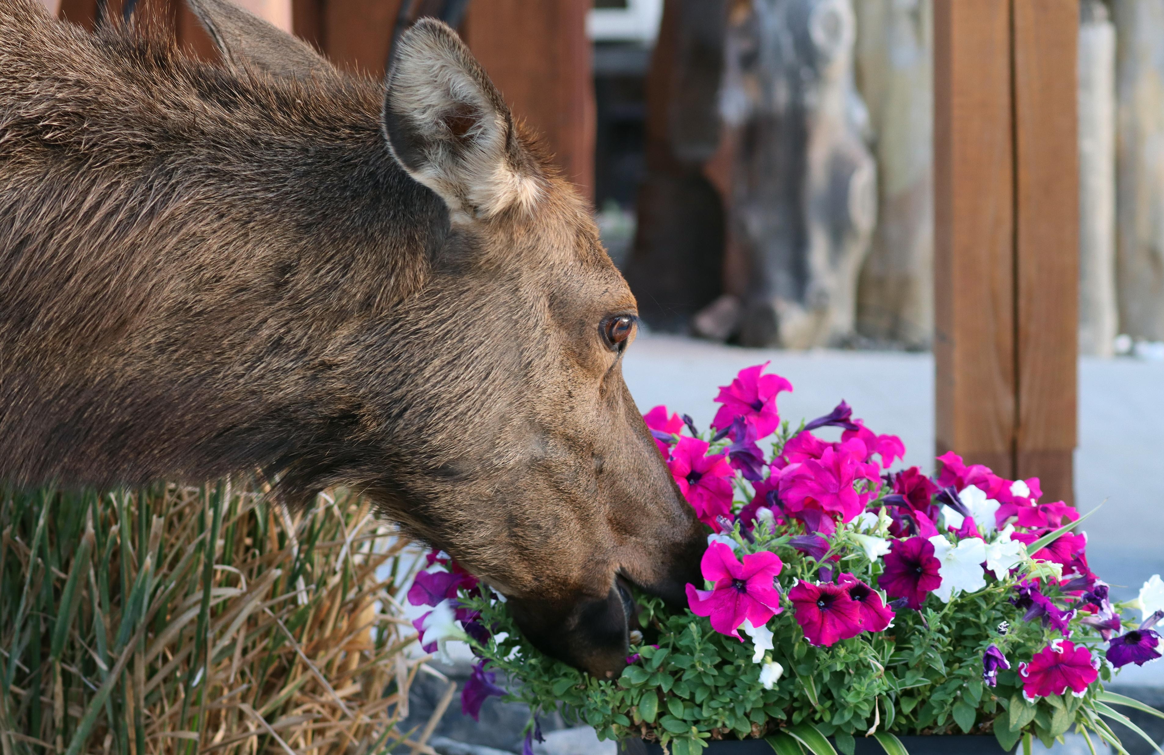 Wild Elk munching on some flowers in front of Yellowstone Perk Coffee Shop.