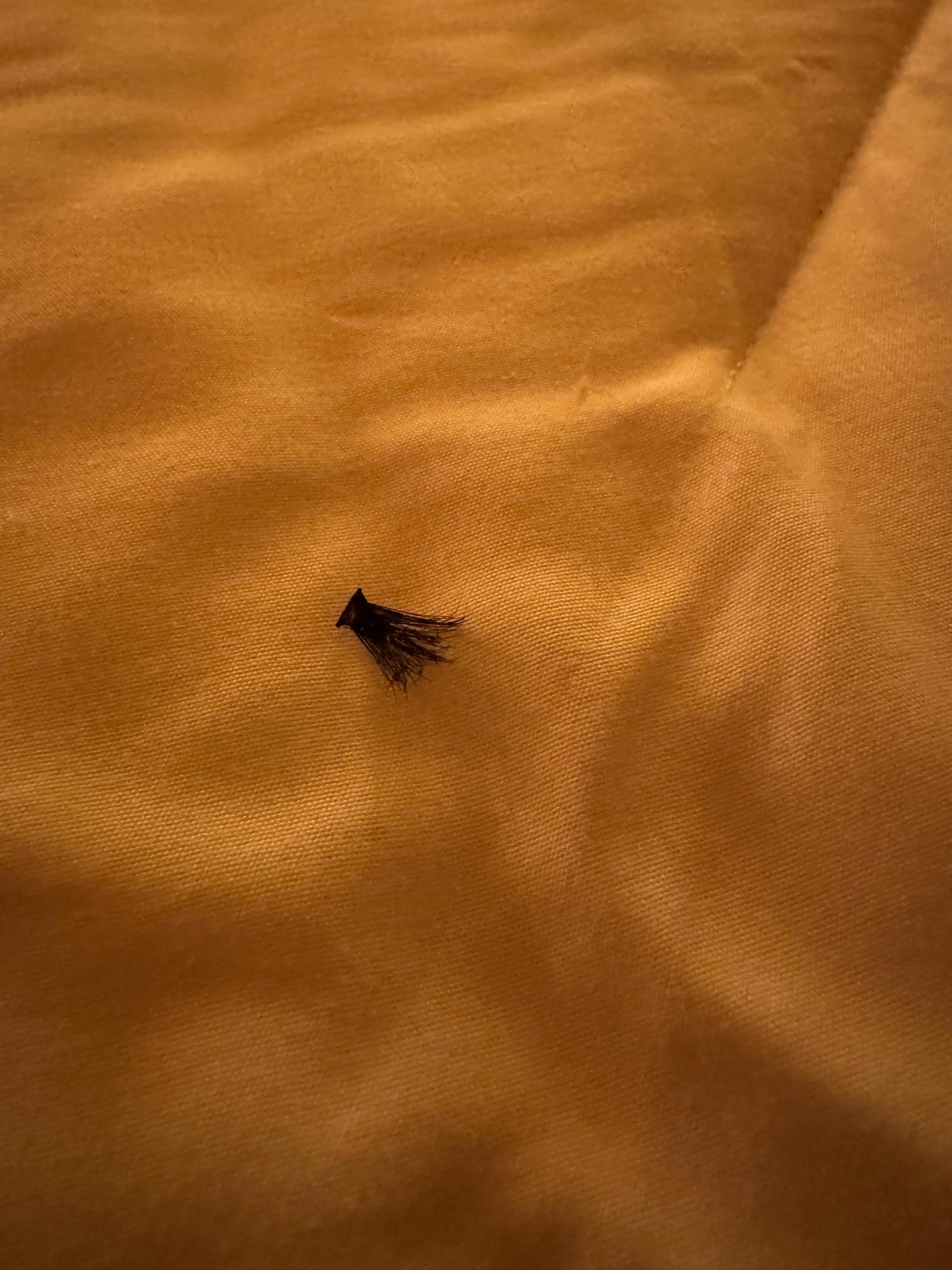 Eyelashes found on bed linen on arrival.