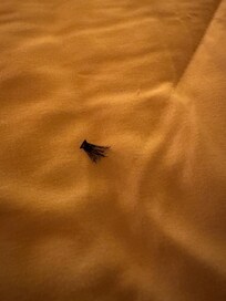Eyelashes found on bed linen on arrival.
