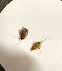 Killed these two