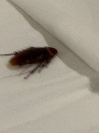 Cockroaches on the bed