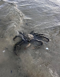 Spider Crab