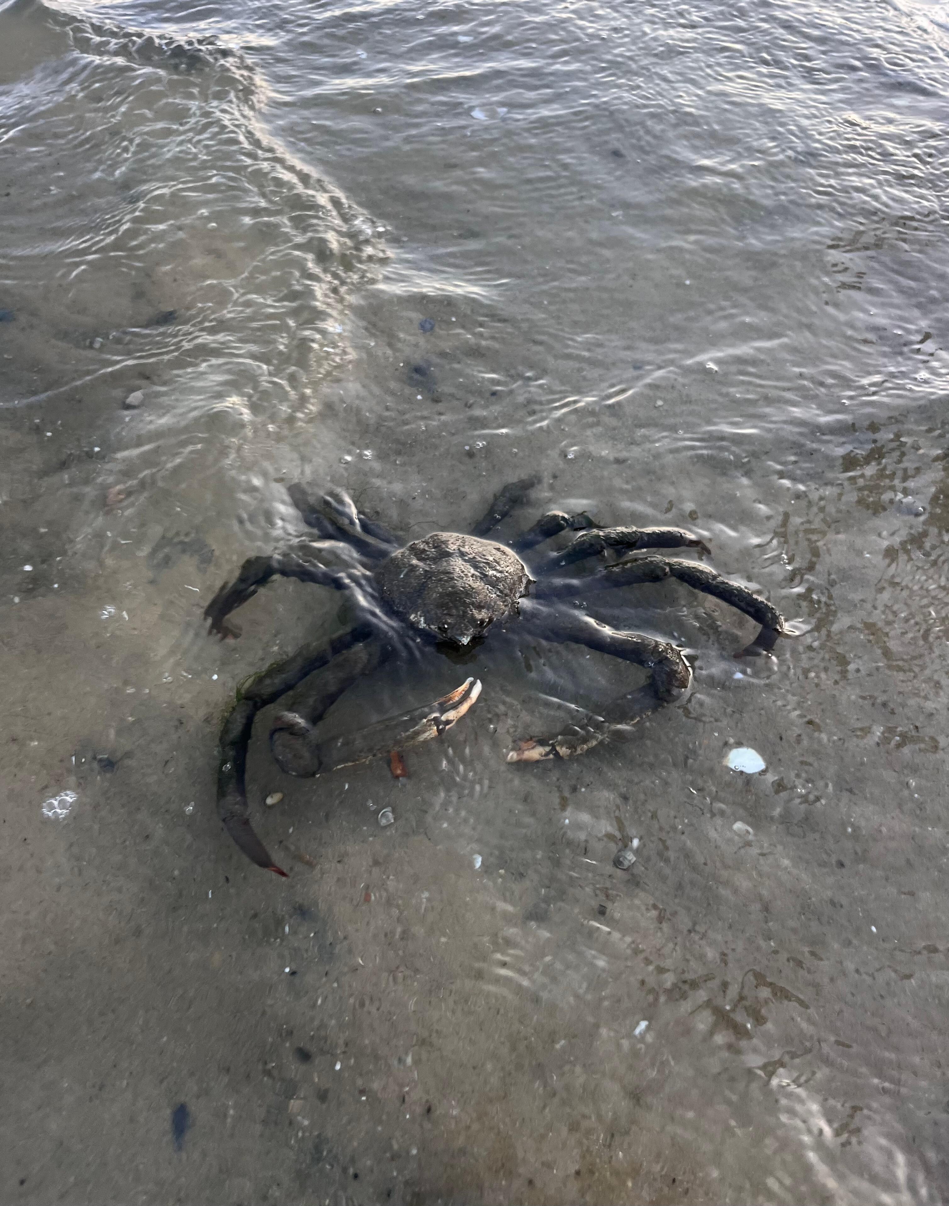 Spider Crab