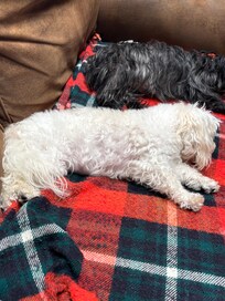 Our happy dogs relaxing