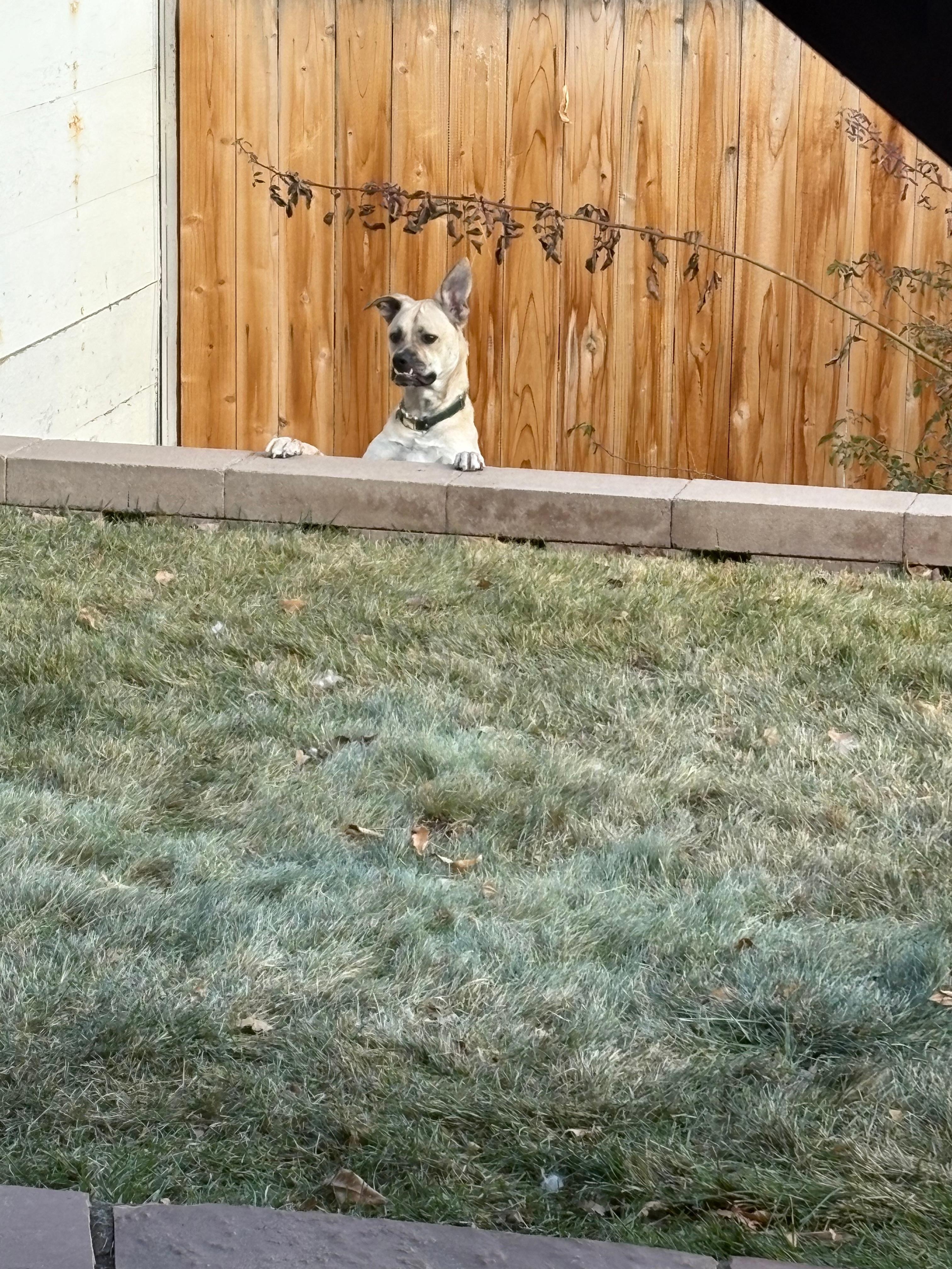 He thought he was stuck. Precious !!!