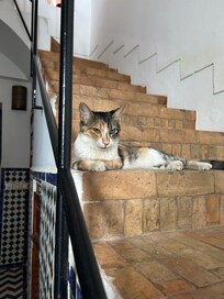 One of the few cats that kept us company during our stay.
