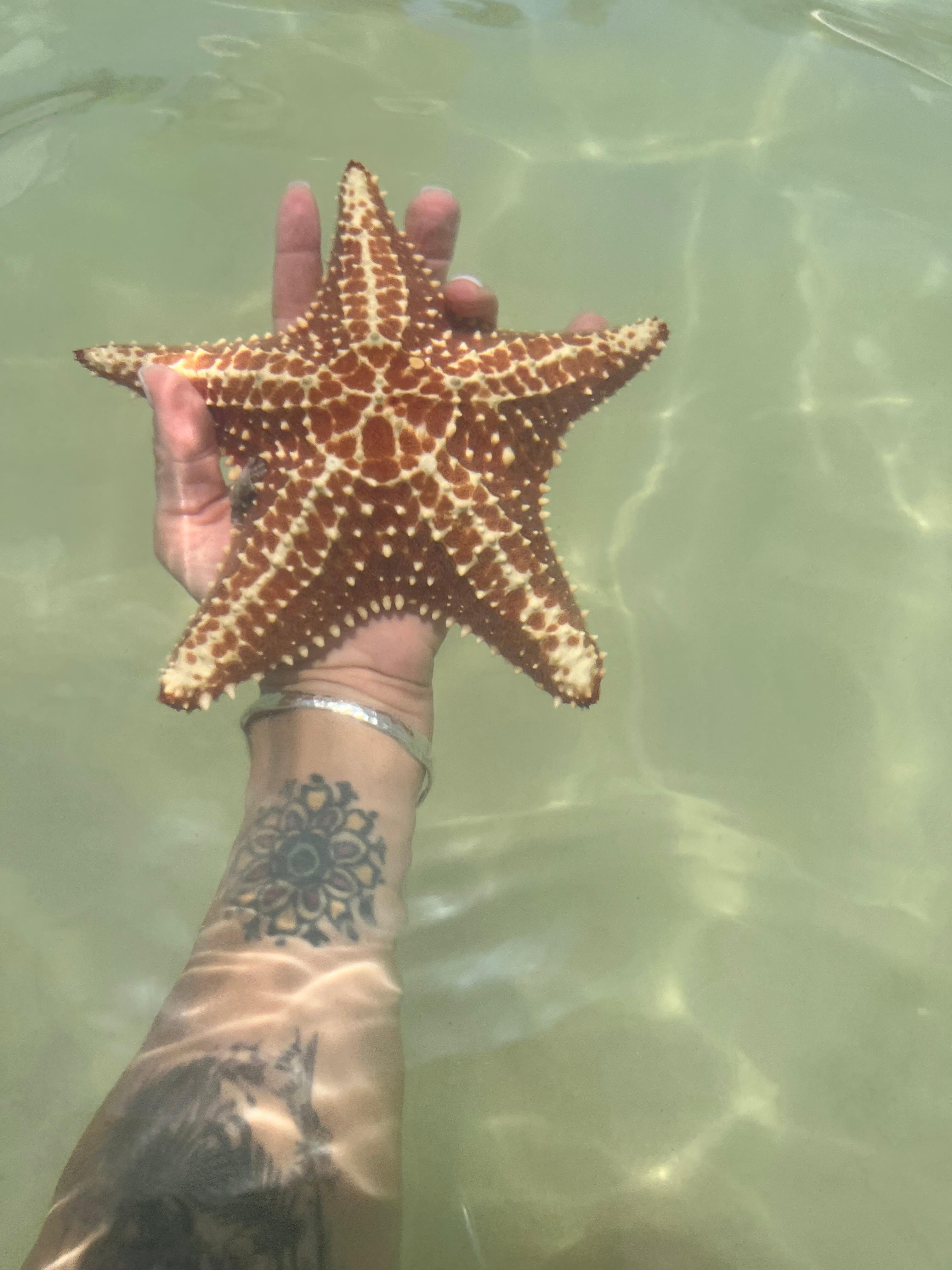 Starfish beach 