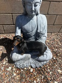 Zoie liked the back yard.