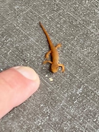 Salamander by outdoor seating