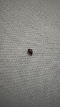 Dead tick