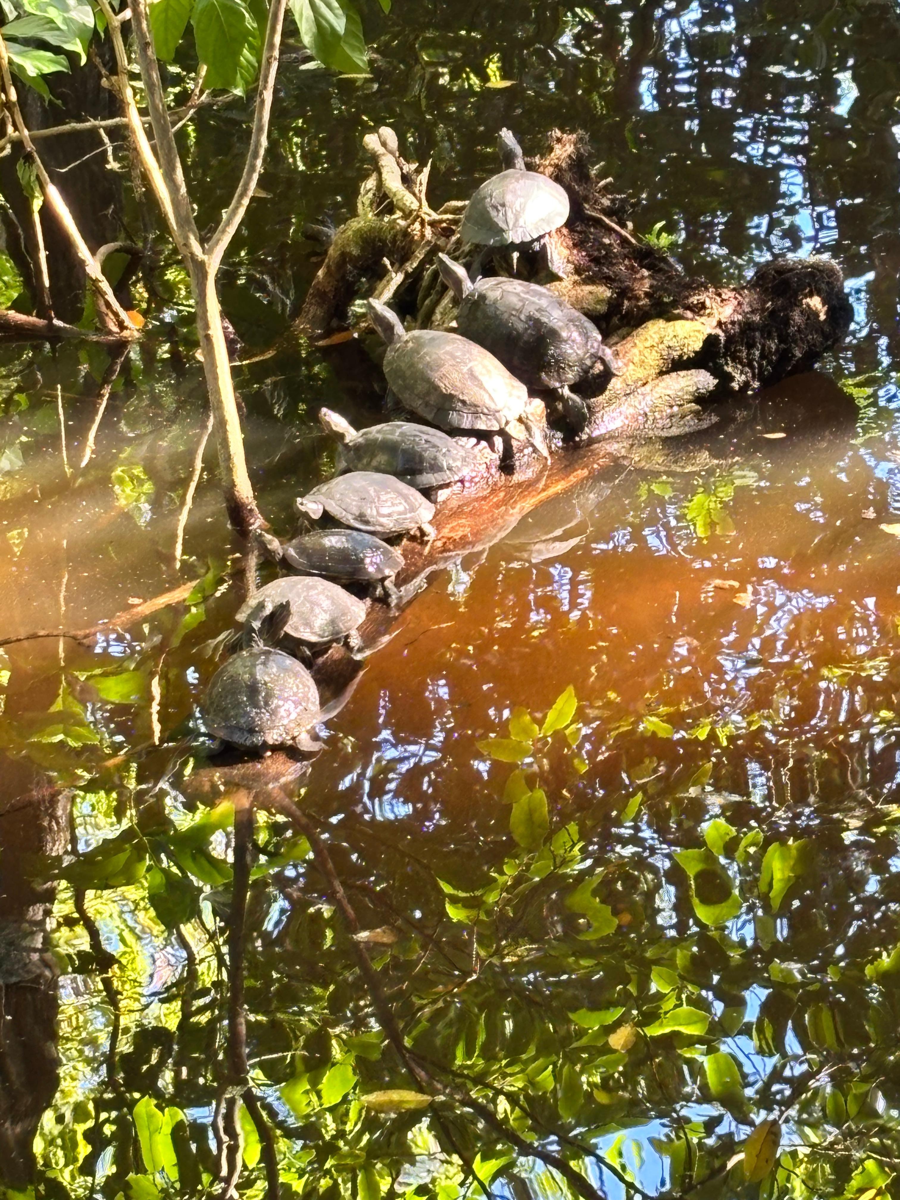 Eco area on the property. 