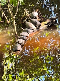 Eco area on the property.