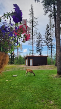 A doe grazing off the back porch