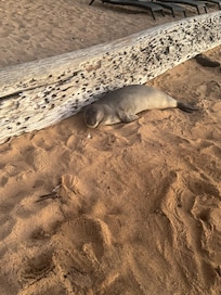 Nothings better than encountering the locals!