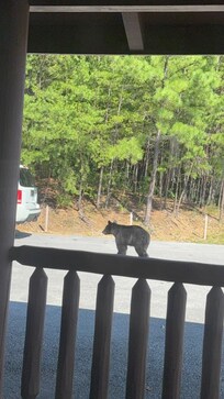 One bear came for a visit, didn’t stay long since we made sure to have all garbage secured.