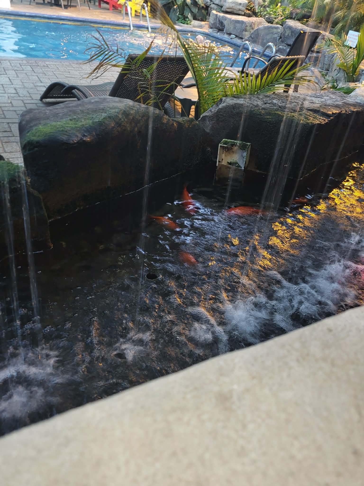 Poisson  dans  l'eau 