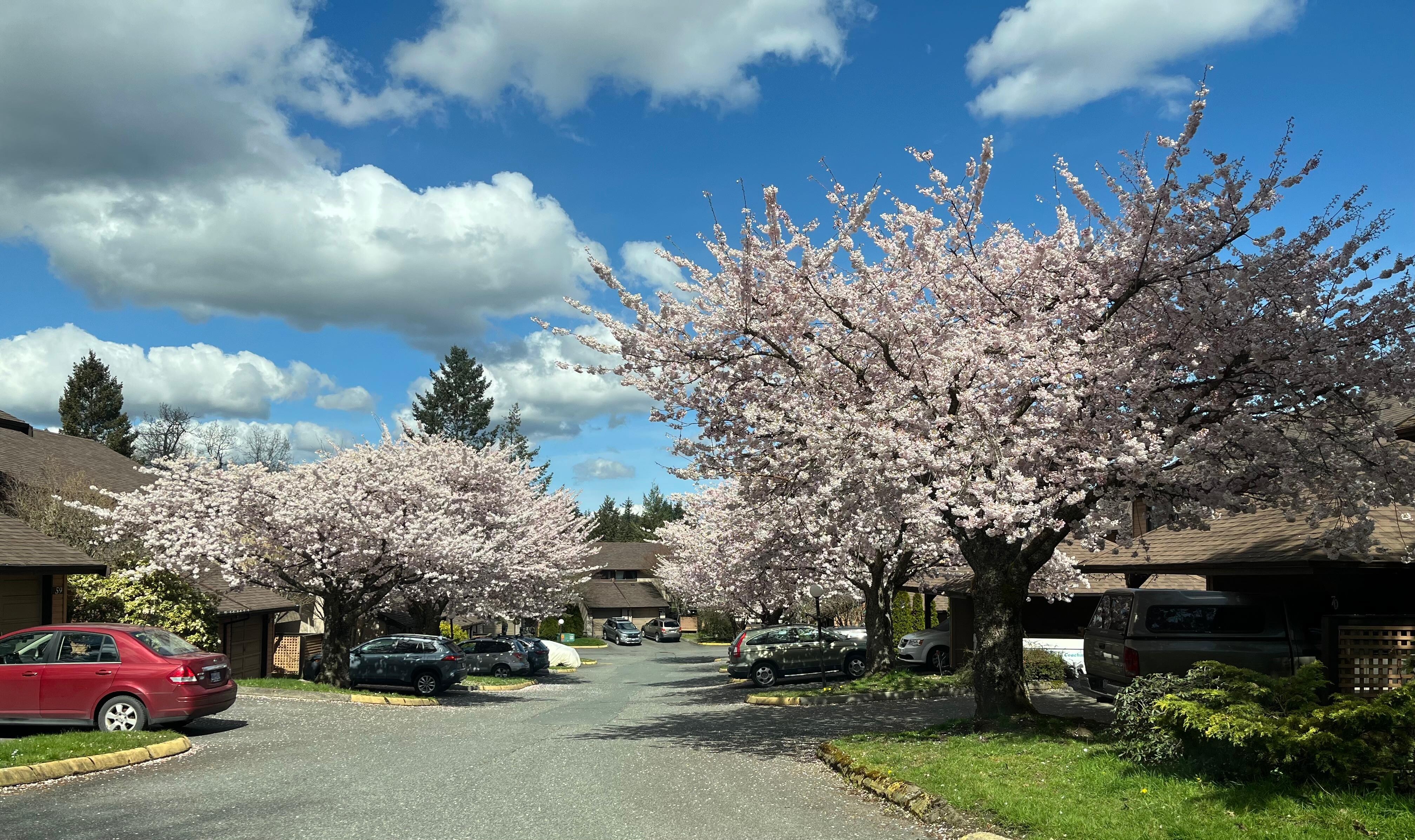 Les cerisiers en fleurs en avril