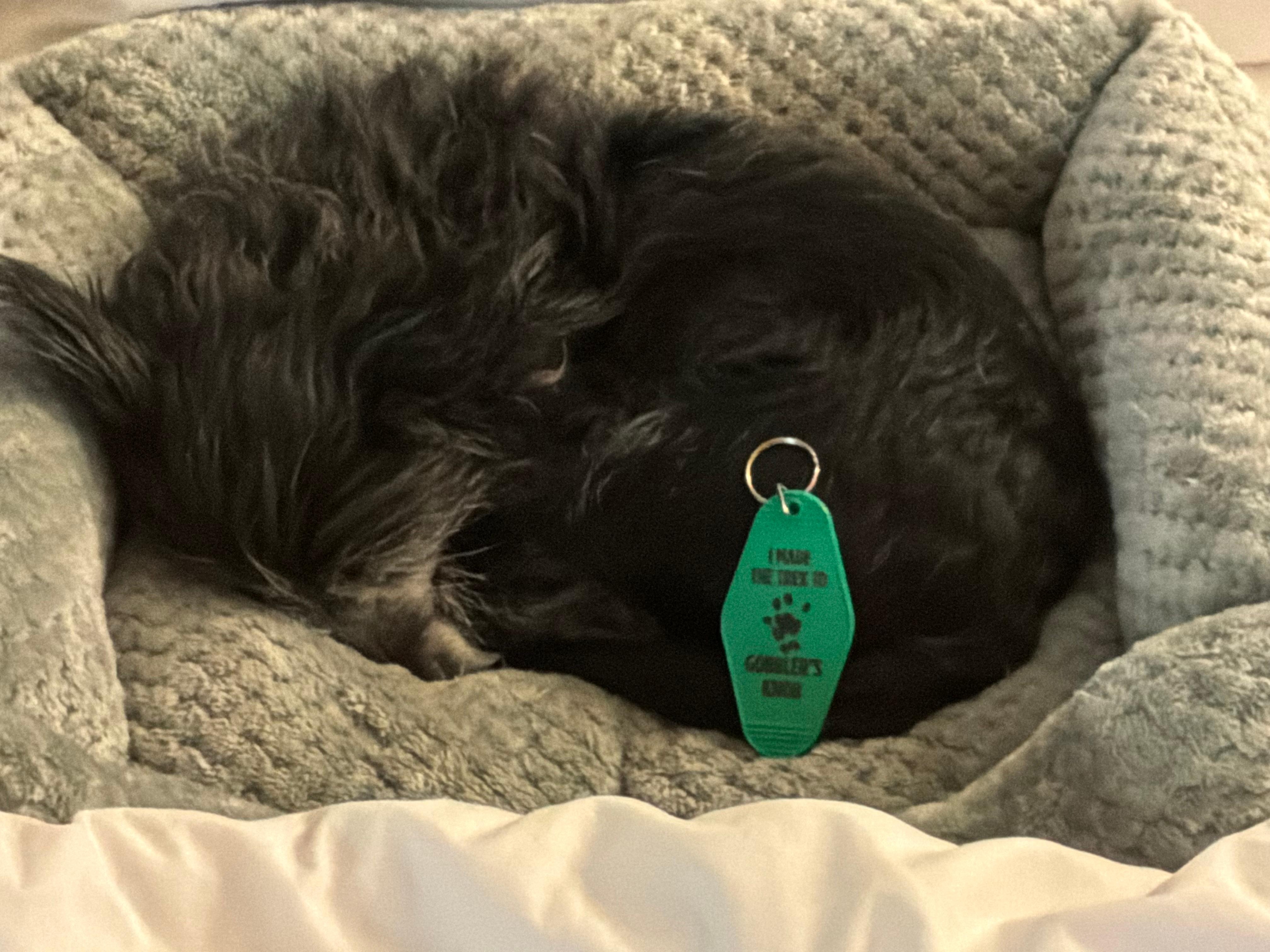 Slept in and missed Groundhog’s Day…again!