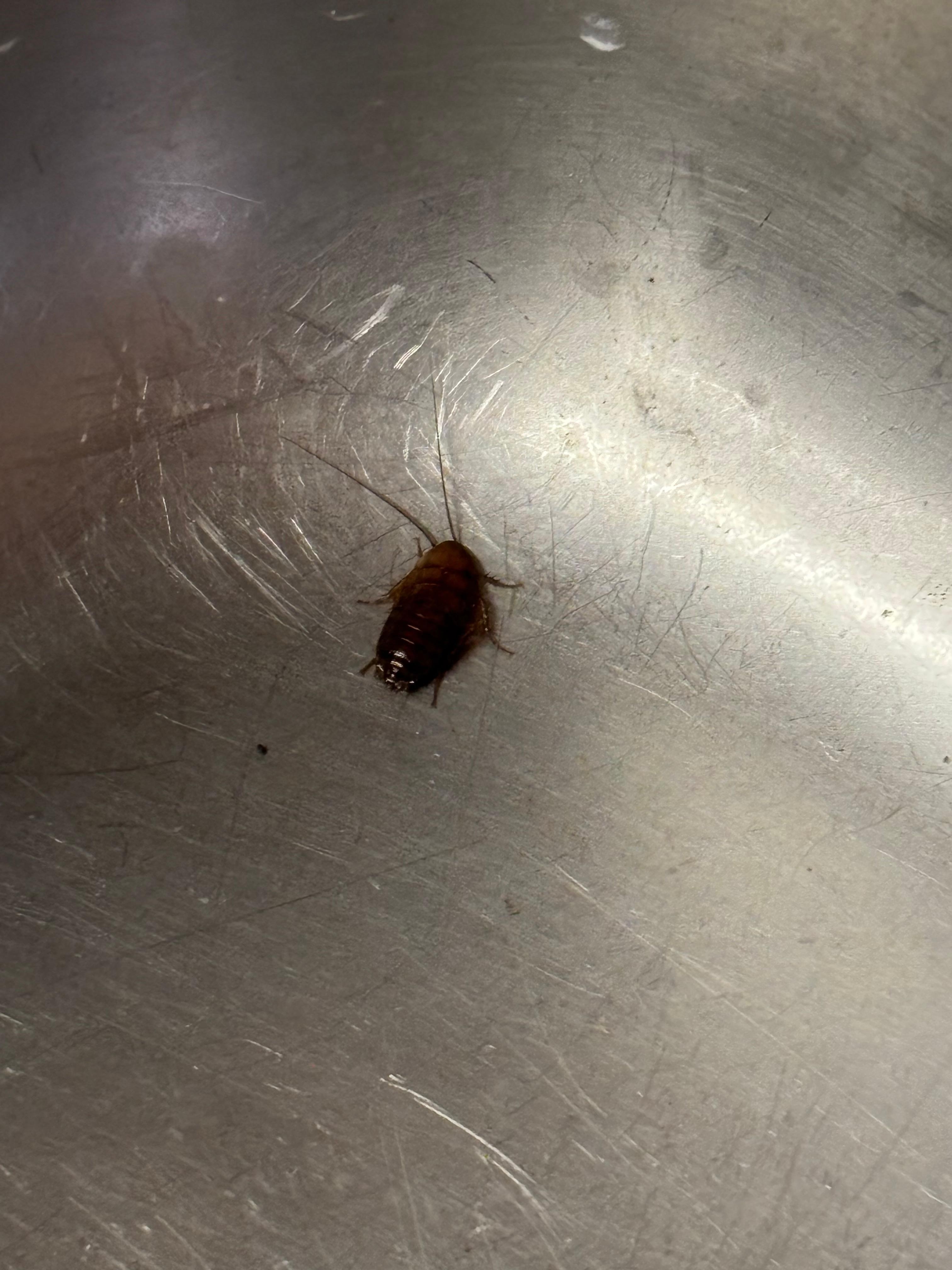 Coquerelle lavabo cuisine