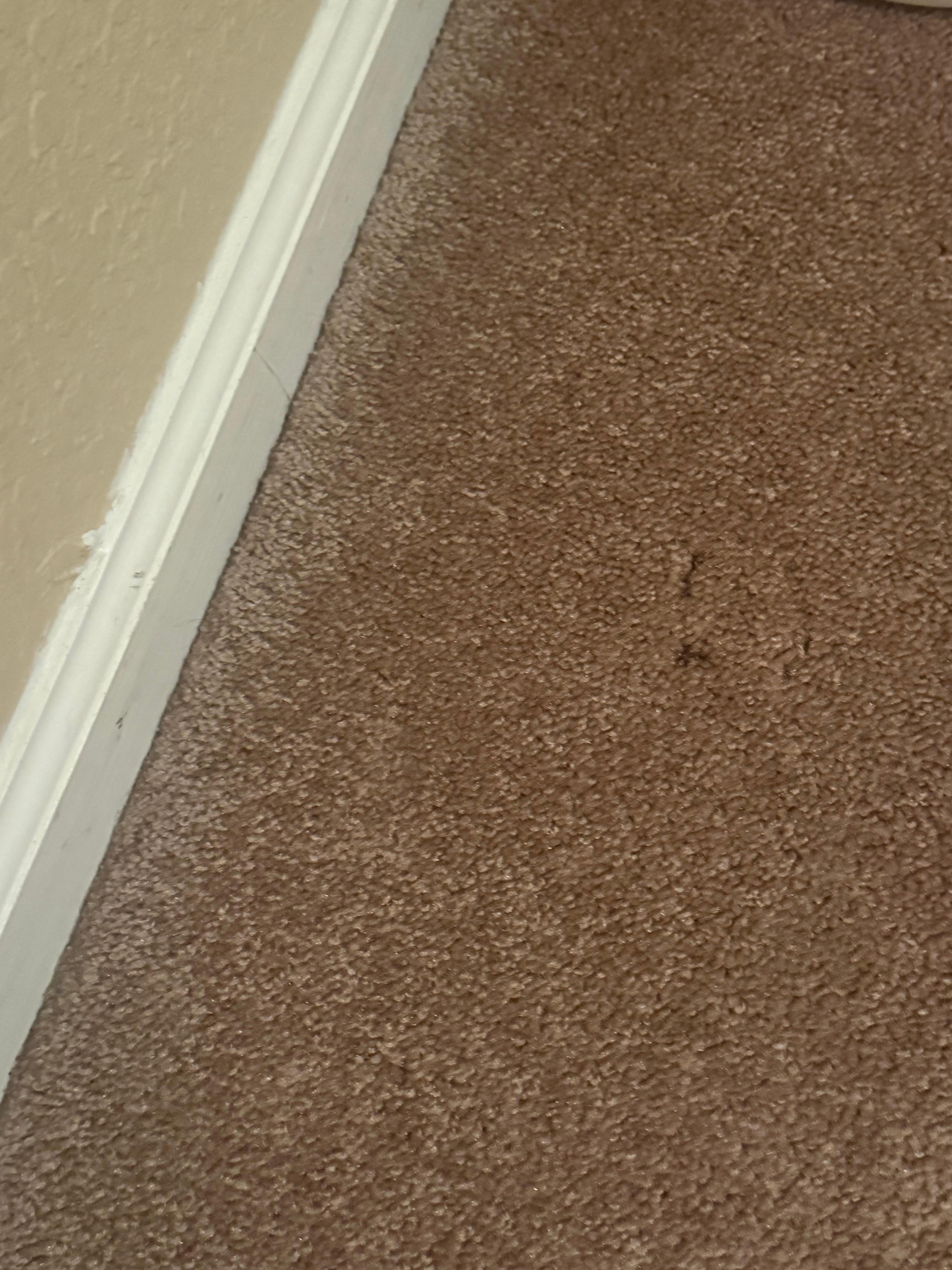 Mold and dirty carpet 