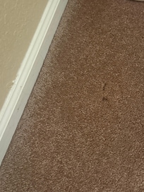 Mold and dirty carpet
