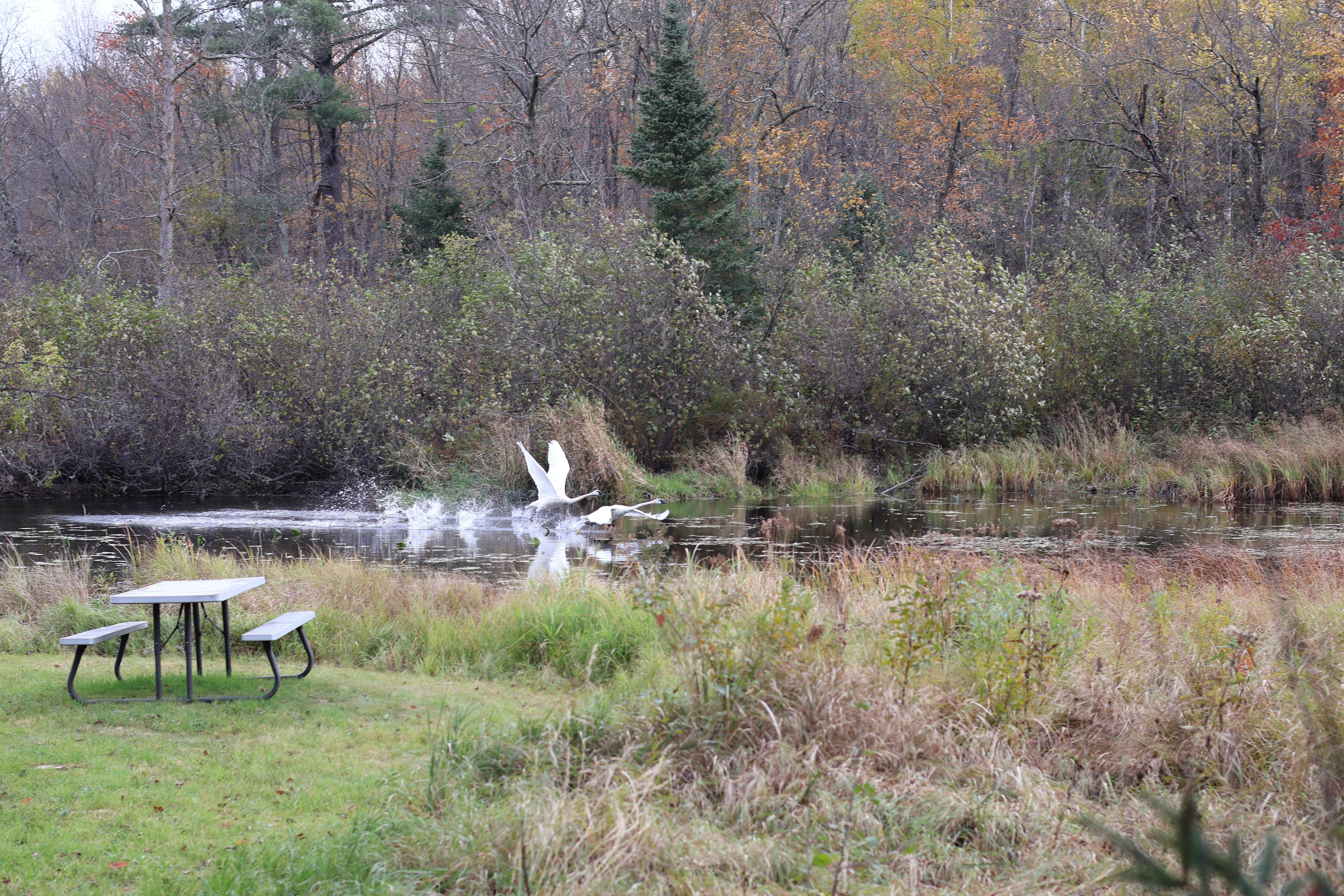Swans in the pond in the yard