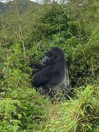 Un moment inoubliable; une heure d’observation des gorilles de montagne