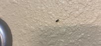 Small bugs