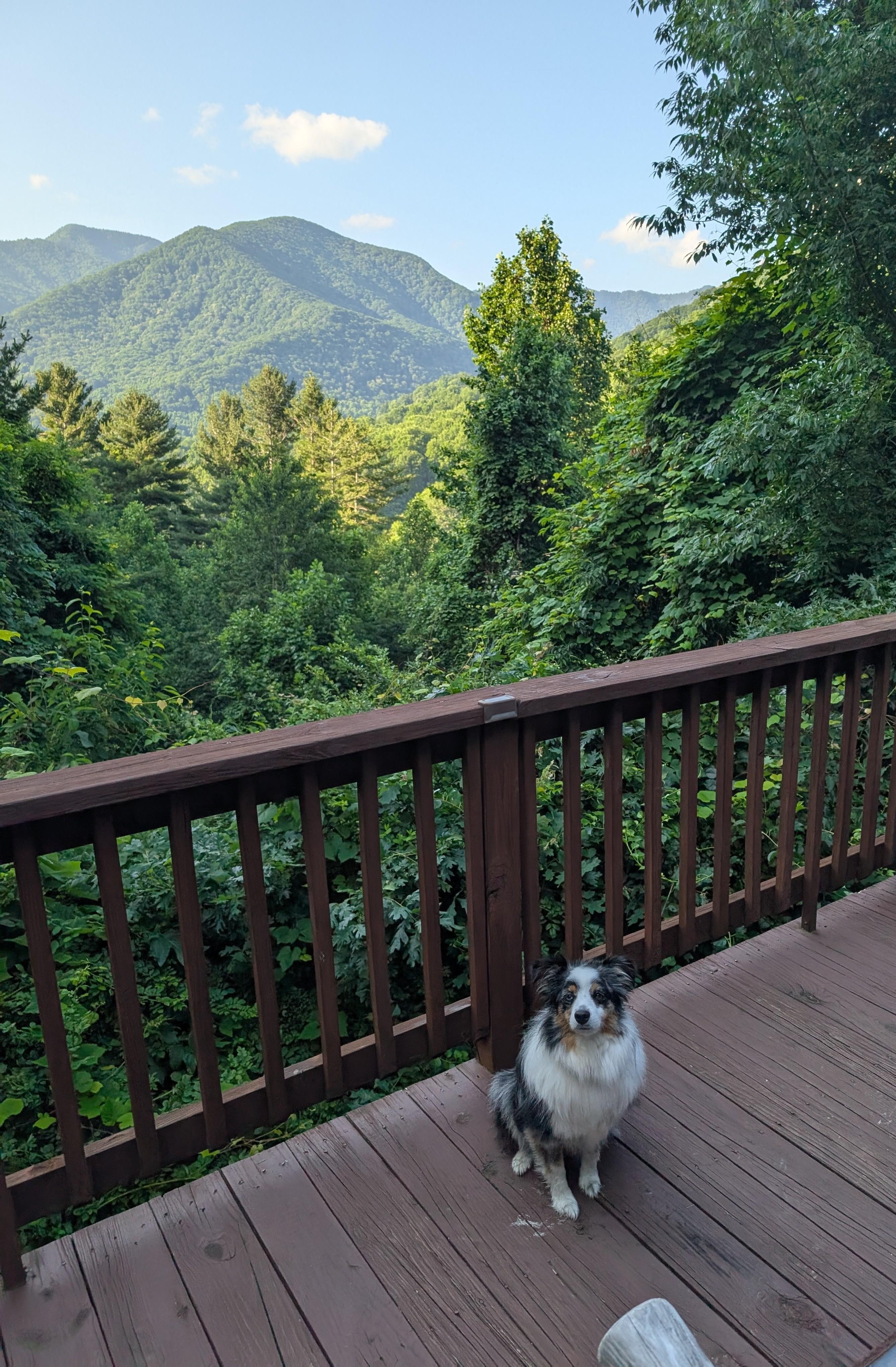 Our dog liked it too!