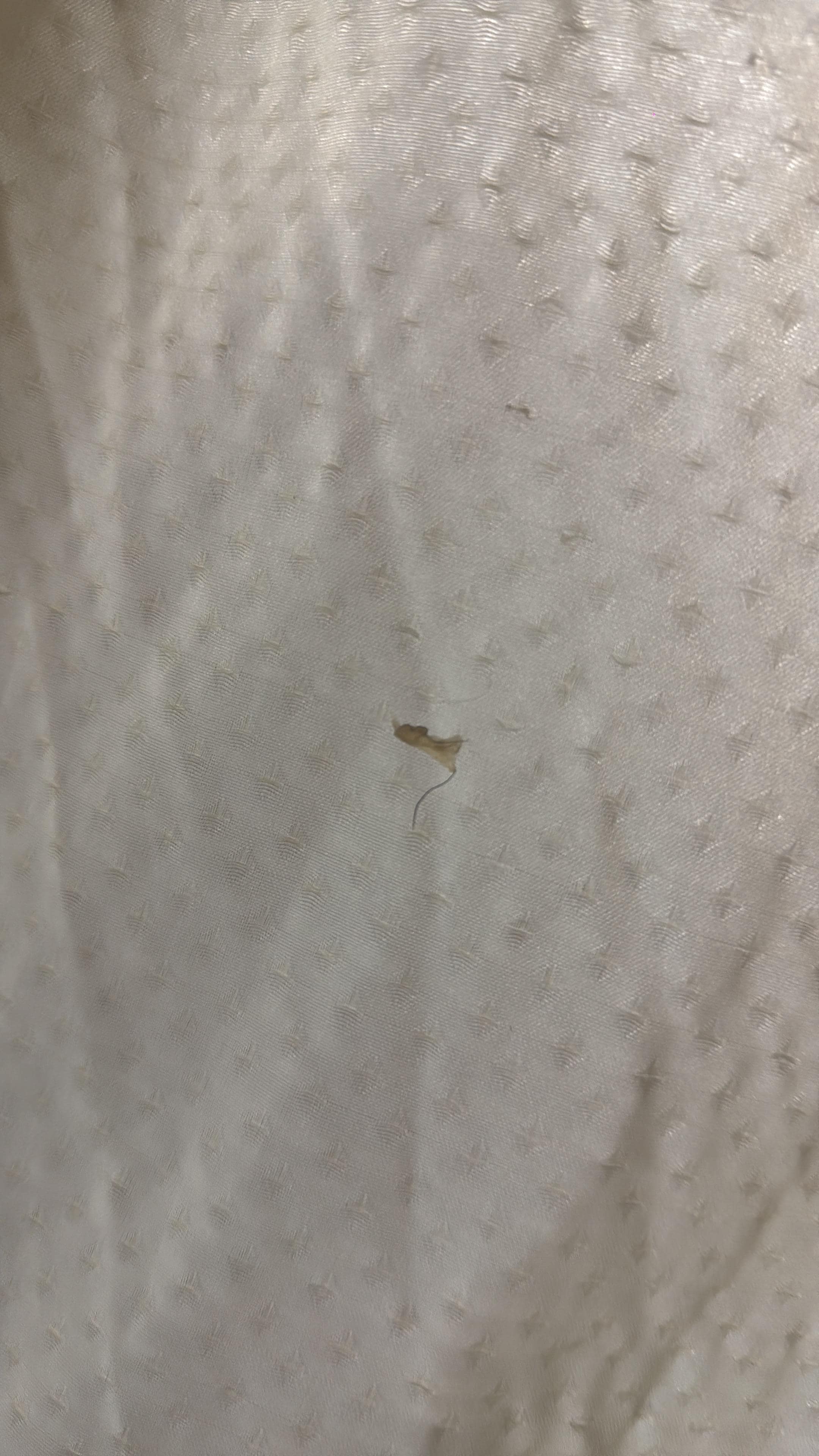 Bathroom curtain I had just arrived and dry boogers stuck on them 