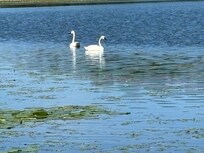 Swans with a cygnet