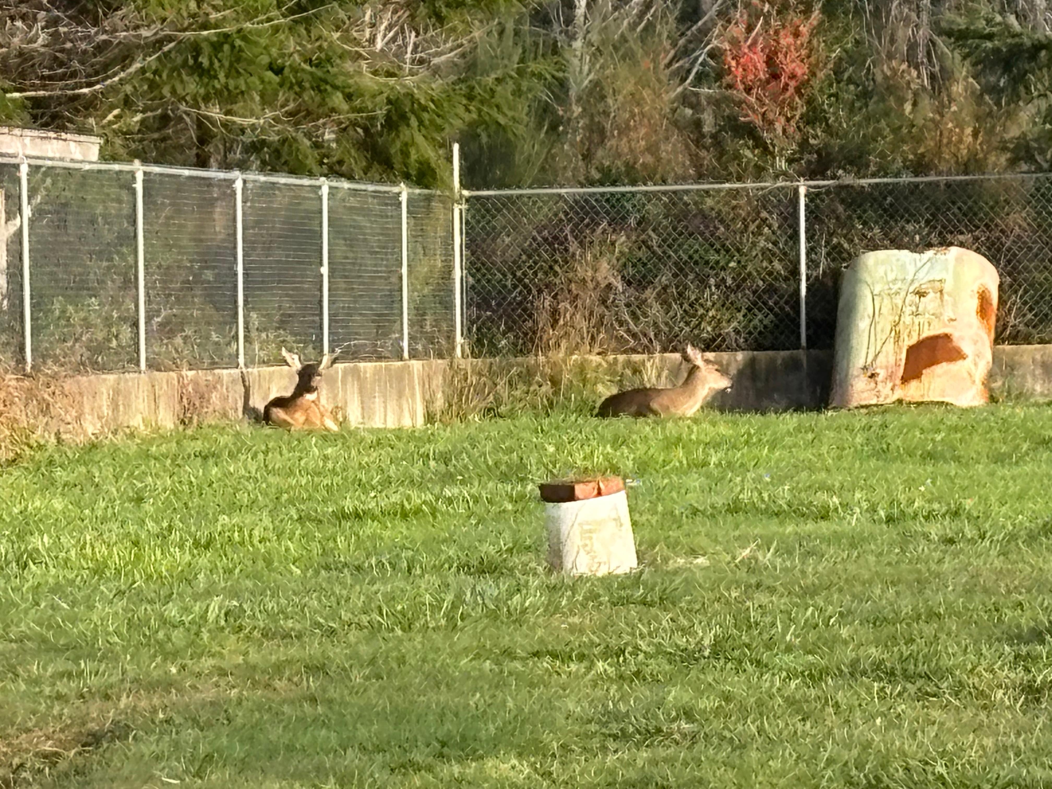 Deer soaking up the sun in the yard. 